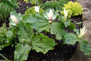 Trillium